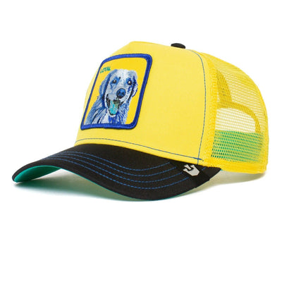 Baseball Doggy Trip Goorin Bros Yellow - Hut - online.at